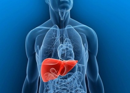 Sindirim Sistemi ve Karaciğer Dostu Beslenme